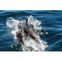 龐大同 海拍攝影作品集二  收藏品推薦