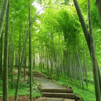 竹刻宗師周芷巖：一生作品僅百余件